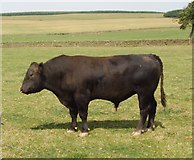 NT6252 : Bull, Flass by Richard Webb