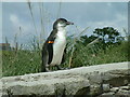 Chester Zoo, Penguin