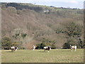 Jacob sheep in Gwaun valley/Cwm Gwaun