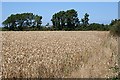 SW9270 : Wheat Field outside Trenance by Tony Atkin