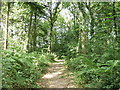 The Clywedog Trail through Plas Power Woods