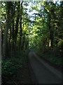 ST7962 : Road through Warleigh Wood by Doug Lee