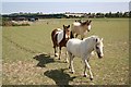 Ponies near Bramley