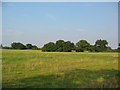 Pasture at Chorley Bank