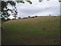 Grazing for sheep on Ffrith Mountain.