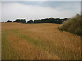 Ripening Crops