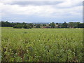 View towards Whitacre Hall