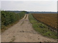 Track to the Forest