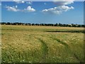 More Tree Lined Barley Fields