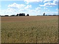 Barley Fields Looking Towards Kinnell Church