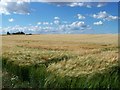 Golden Fields of Barley