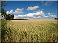 Field of Wheat