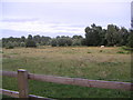 Horse Paddock