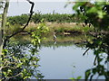 Waiting. Watching. A heron waits for lunch