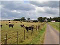 Cattle, Harelaw