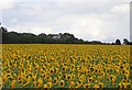 ST8368 : Sunflowers by Sharon Loxton