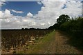 Bridleway to Great Blakenham