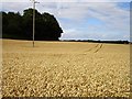 Ripe wheat at Stubblefield