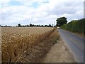 Wheat on Waterditch Road