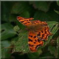 Comma Butterfly