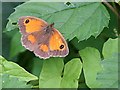 SW7856 : Gatekeeper Butterfly by Tony Atkin
