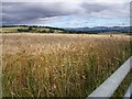 Ripening barley