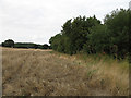 Footpath along The Old Bourne