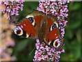 Peacock Butterfly