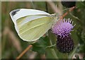 NO7048 : Small White Butterfly (Pieris rapae) by Anne Burgess