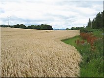 NH7850 : Barley at Culaird Farm by John Allan