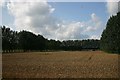 Wheat field enclosed by poplars