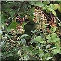 Red Admiral on Blackberry Blossom