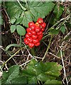 Wild Arum Fruit