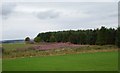 Strip wood, Hardiesmill