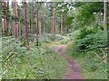 Public Bridleway, Castle Woods