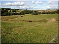 Rough pasture by the Glenkiln road