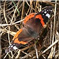 SX1458 : Red Admiral Butterfly by Tony Atkin