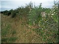 Triangulation pillar in hedgerow on Little Mutton Hill.