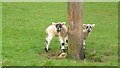 SE6797 : Spring Lambs, Farndale, North Yorkshire by Alan Walker
