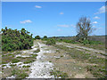 Wear and tear Godshill Ridge New Forest Hampshire