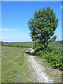 Path on Godhill Ridge New Forest Hampshire