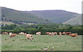 Jersey herd at Llanbedr Farm