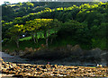 Spotlight on Trees at Combe Martin