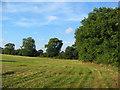 Traditional hay meadow, Melverley Farm