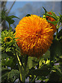 Hybrid Sunflower: Eden Project