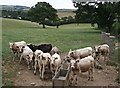 SX2359 : Cattle Expecting Feed by Tony Atkin