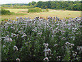 A fine crop of thistles on Curbridge Estate