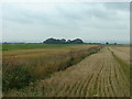 Farmland near Birk