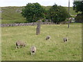 SK0748 : Standing stone and sheep by Roger W Haworth