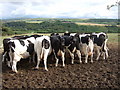 Dairy cows, Cefn-y-dre